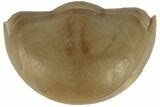 Rare, Enrolled, Dysplanus Babinoensis Trilobite - Russia #191185-3